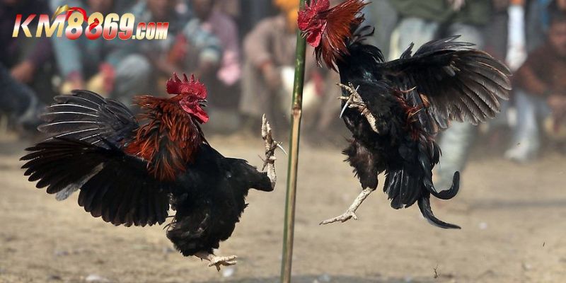 Danh mục những trò chơi được yêu thích nhất tại đá gà KM88