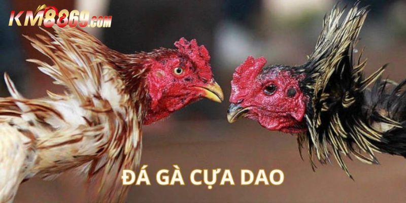 Luật lệ chi tiết của đá gà cựa dao